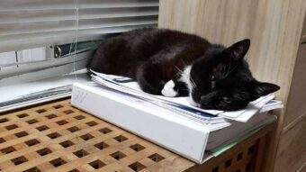 Kat der sover